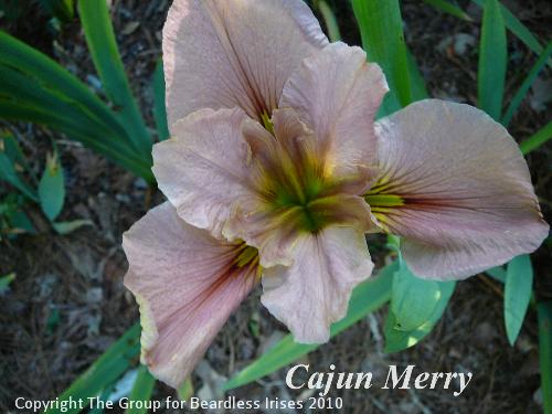 Cajun Merry 